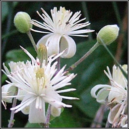 Travellers Joy, Clematis vitalba, Gabhrn