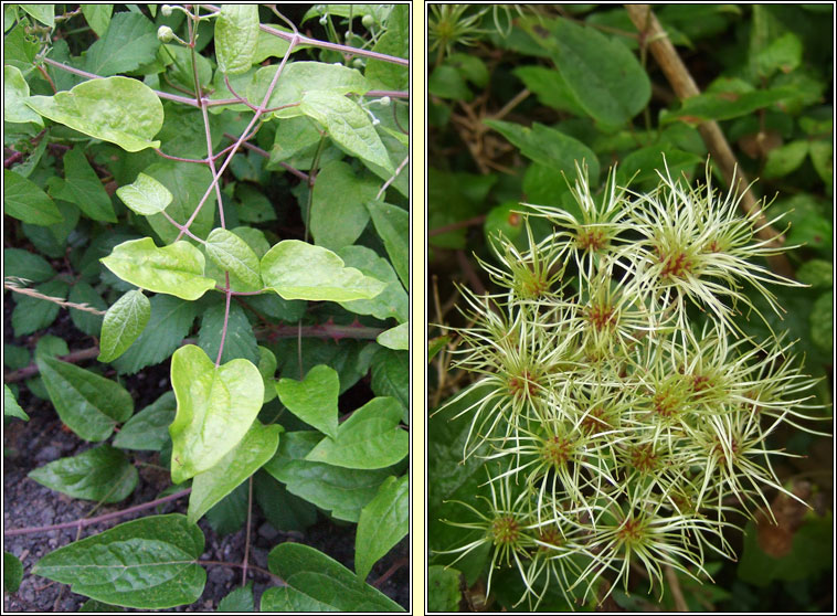 Travellers Joy, Clematis vitalba, Gabhrn