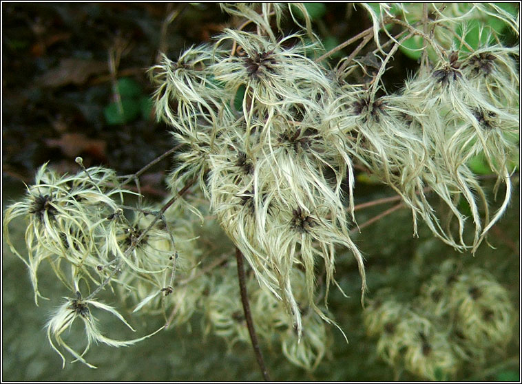 Travellers Joy, Clematis vitalba, Gabhrn