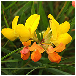 Common Birds-foot Trefoil, Lotus corniculatus, Crobh in