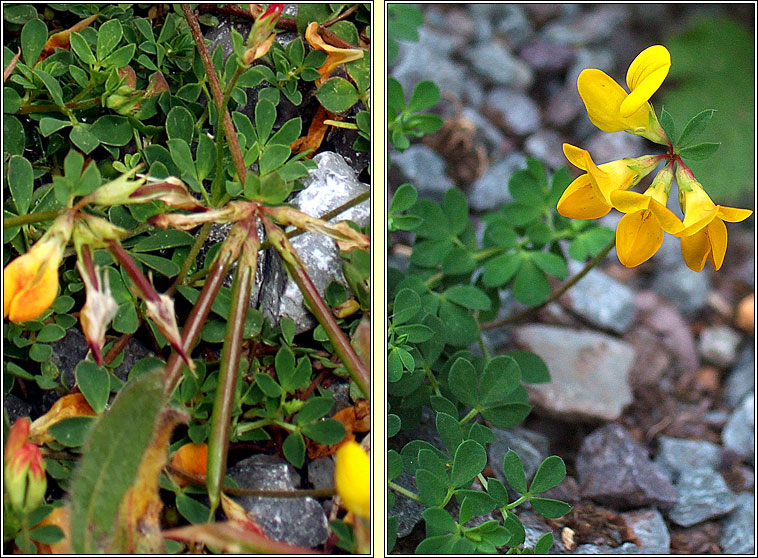 Common Birds-foot Trefoil, Lotus corniculatus, Crobh in