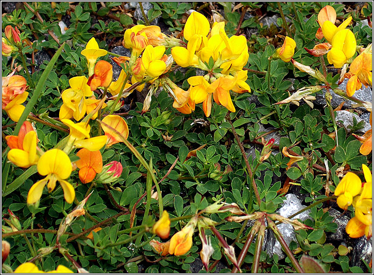 Common Birds-foot Trefoil, Lotus corniculatus, Crobh in