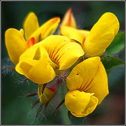 Greater Birds-foot Trefoil, Lotus pedunculatus, Crobh in corraigh