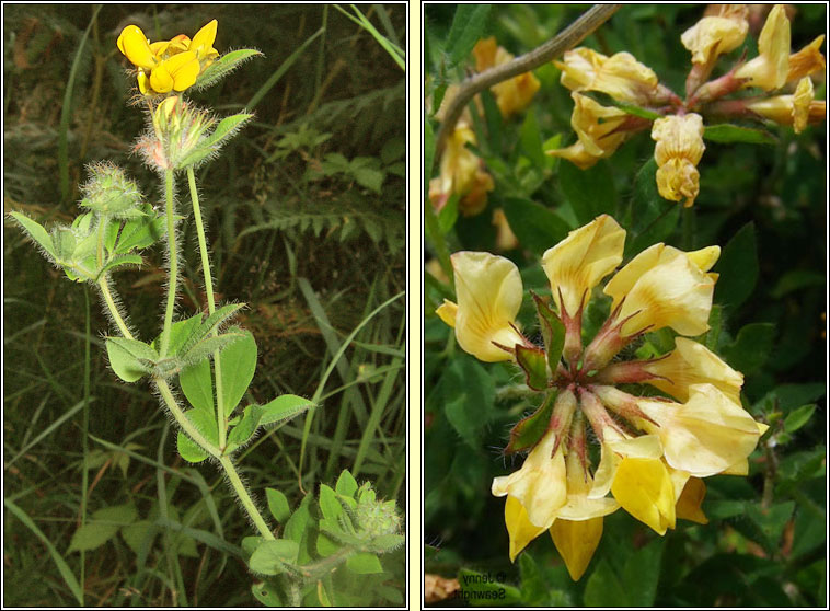 Greater Birds-foot Trefoil, Lotus pedunculatus, Crobh in corraigh