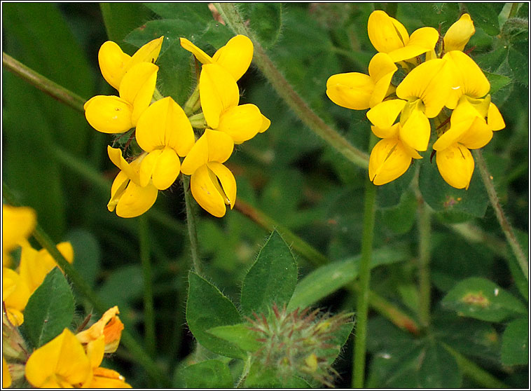 Greater Birds-foot Trefoil, Lotus pedunculatus, Crobh in corraigh