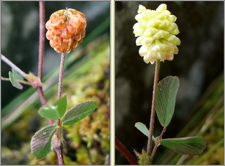 Hop Trefoil, Trifolium campestre, Seamair dhuimhche