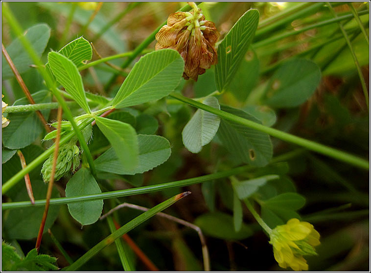 Hop Trefoil, Trifolium campestre, Seamair dhuimhche