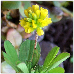 Lesser Trefoil, Trifolium dubium, Seamrg