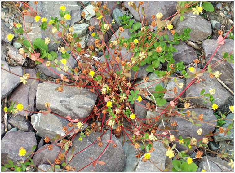 Lesser Trefoil, Trifolium dubium, Seamrg