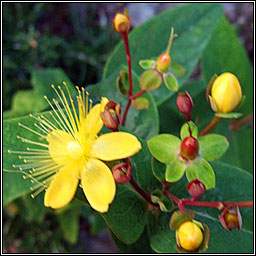 Tutsan, Hypericum androsaemum, Meas torc allta