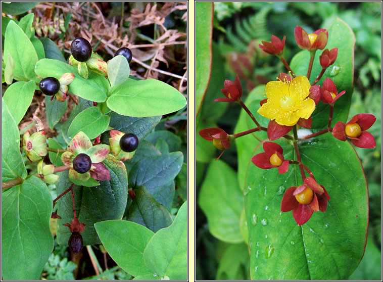 Tutsan, Hypericum androsaemum, Meas torc allta