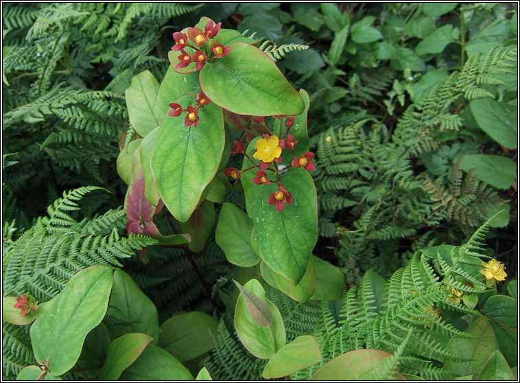 Tutsan, Hypericum androsaemum, Meas torc allta