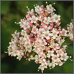 Common Valerian, Valeriana officinalis, Caorthann corraigh