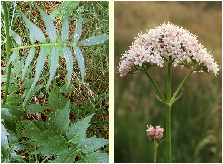 Common Valerian, Valeriana officinalis, Caorthann corraigh