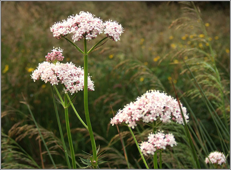 Common Valerian, Valeriana officinalis, Caorthann corraigh