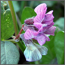 Bush Vetch, Vicia sepium, Peasair fhiin