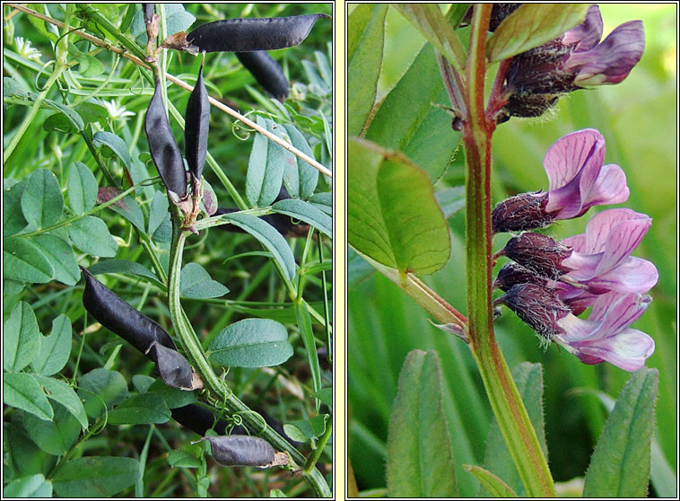 Bush Vetch, Vicia sepium, Peasair fhiin