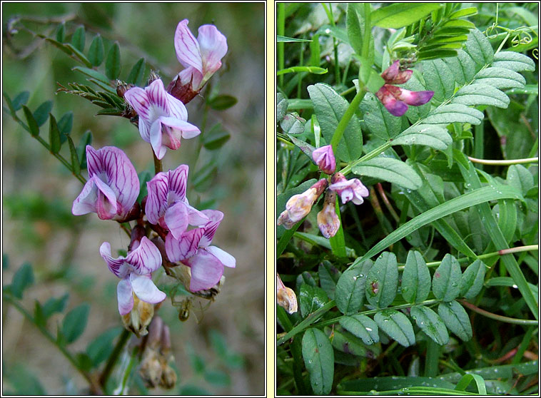 Bush Vetch, Vicia sepium, Peasair fhiin