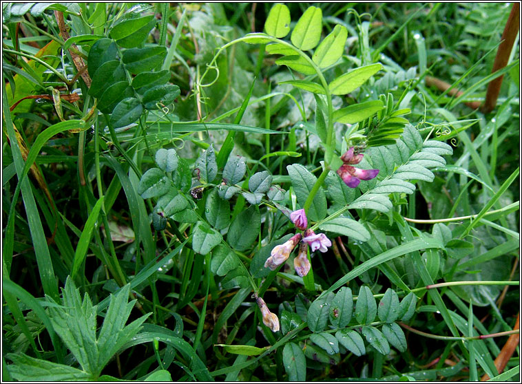 Bush Vetch, Vicia sepium, Peasair fhiin