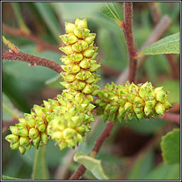 Bog Myrtle, Myrica gale, Raideog