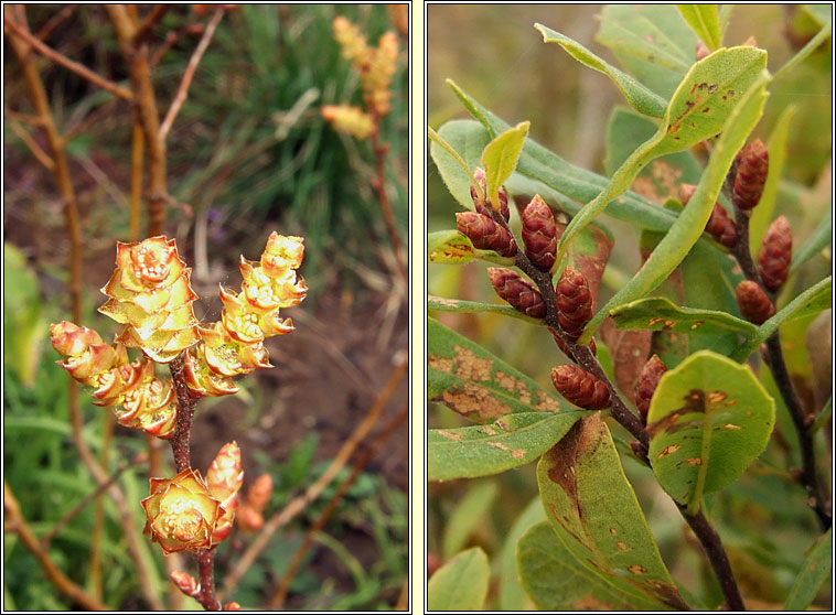 Bog Myrtle, Myrica gale, Raideog