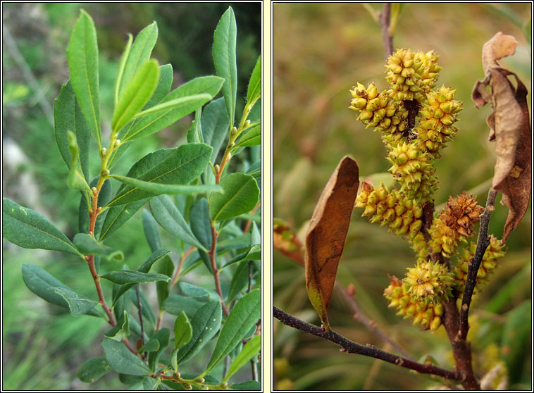 Bog Myrtle, Myrica gale, Raideog