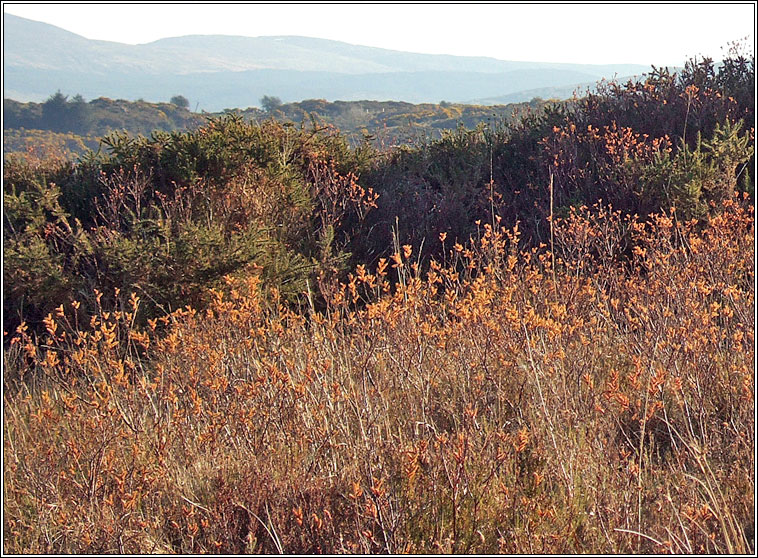 Bog Myrtle, Myrica gale, Raideog