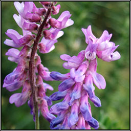 Tufted Vetch, Vicia cracca, Peasair na luch