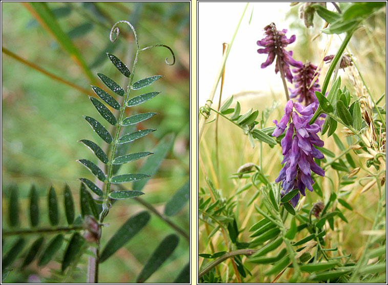 Tufted Vetch, Vicia cracca, Peasair na luch