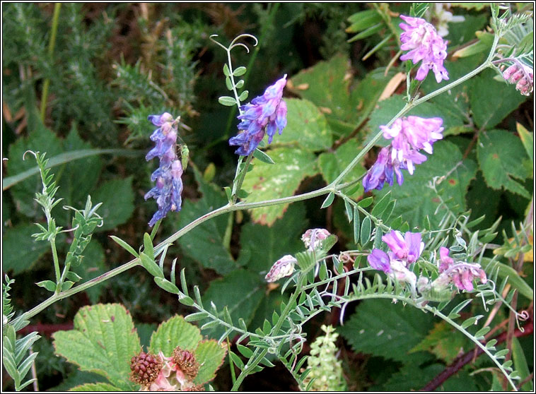 Tufted Vetch, Vicia cracca, Peasair na luch