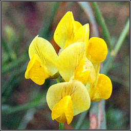 Meadow Vetchling, Lathyrus pratensis, Pisbu