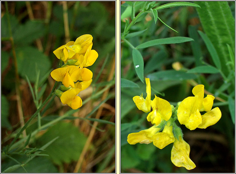 Meadow Vetchling, Lathyrus pratensis, Pisbu