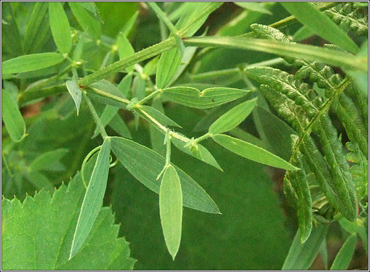 Meadow Vetchling, Lathyrus pratensis, Pisbu