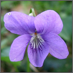 Common Dog-violet, Viola riviniana, Sailchuach chon