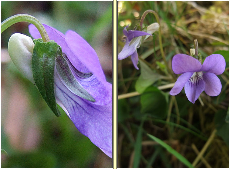 Common Dog-violet, Viola riviniana, Sailchuach chon