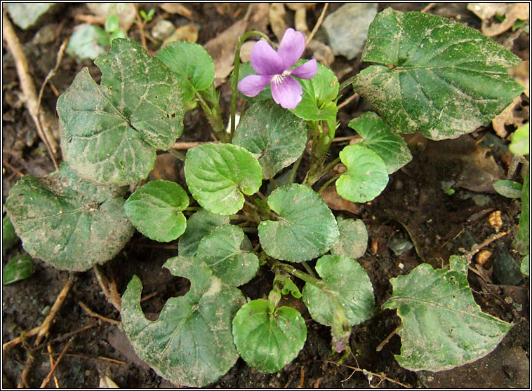 Common Dog-violet, Viola riviniana, Sailchuach chon