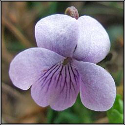 Marsh Violet, Viola palustris, Sailchuach chorraigh