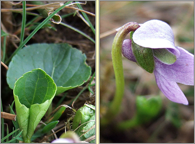 Marsh Violet, Viola palustris, Sailchuach chorraigh