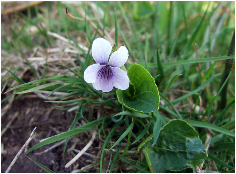 Marsh Violet, Viola palustris, Sailchuach chorraigh