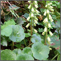 Wall Pennywort, Navelwort, Umbilicus rupestris, Carnán caisil
