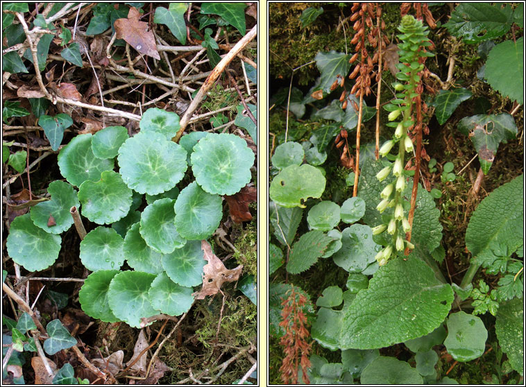 Wall Pennywort, Navelwort, Umbilicus rupestris, Carnán caisil