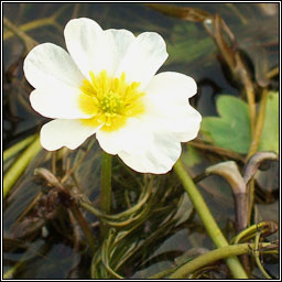 Water-crowfoots, Ranunculus subgenus Batrachium