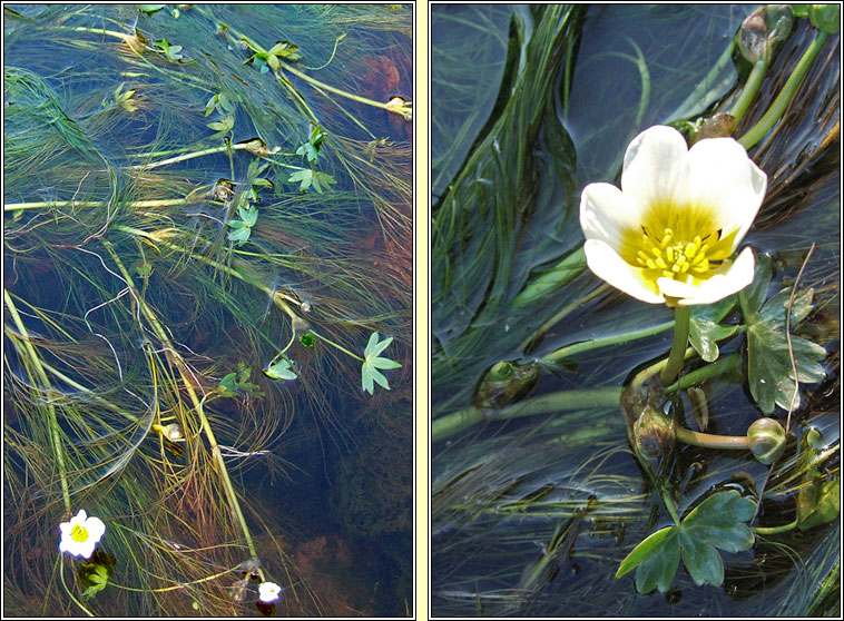 Water-crowfoots, Ranunculus subgenus Batrachium