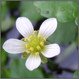 Round-leaved Crowfoot, Ranunculus omiophyllus, Nal uisce cruinn