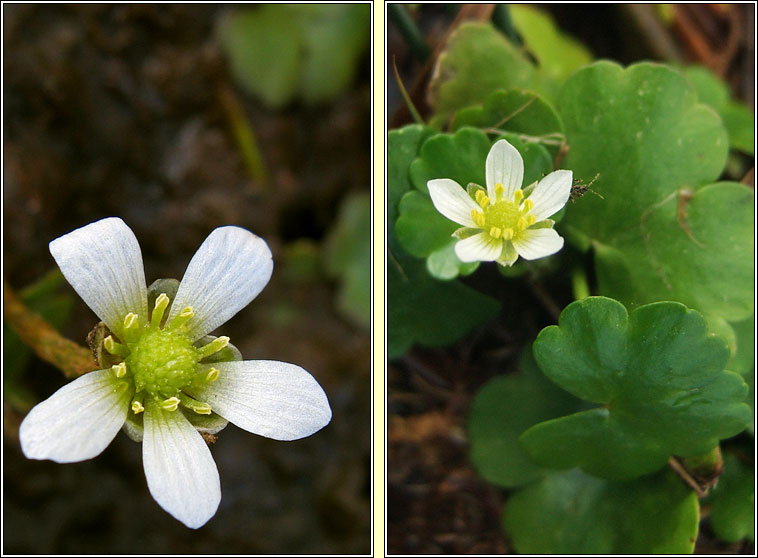 Round-leaved Crowfoot, Ranunculus omiophyllus, Nal uisce cruinn