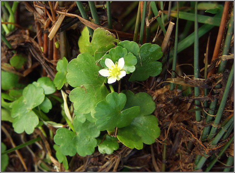 Round-leaved Crowfoot, Ranunculus omiophyllus, Nal uisce cruinn