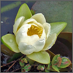 White Water-lily, Nymphaea alba, Bacn bn