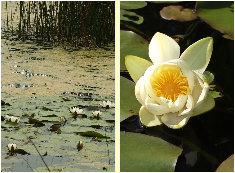 White Water-lily, Nymphaea alba, Bacn bn