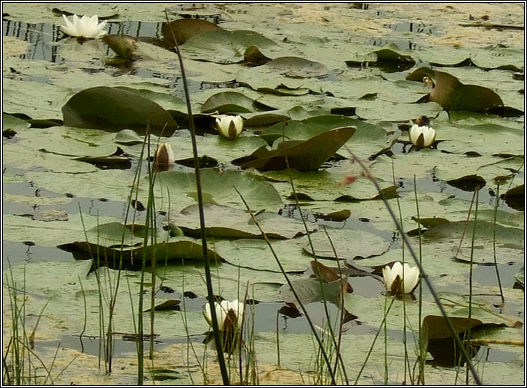 White Water-lily, Nymphaea alba, Bacán bán