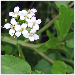 Water-cress, Nasturtium officinale, Biolar